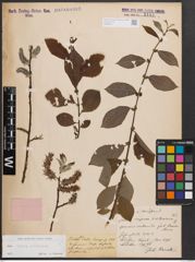 Foto von Salix caprea L. x Salix silesiaca Willd.